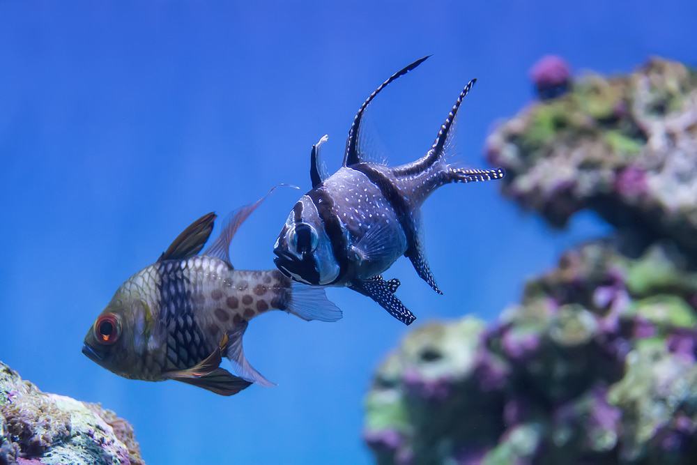 Moody Gardens and Aquarium