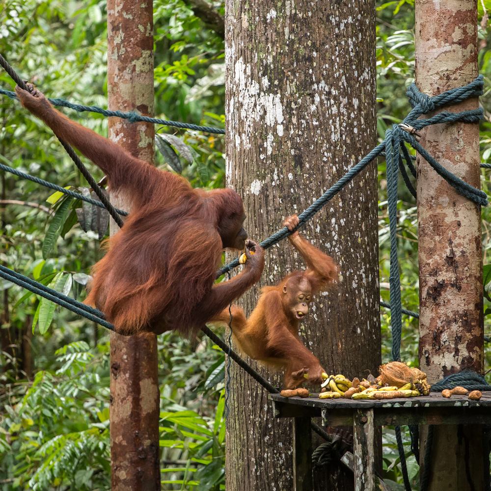 Semenggoh Nature Reserve