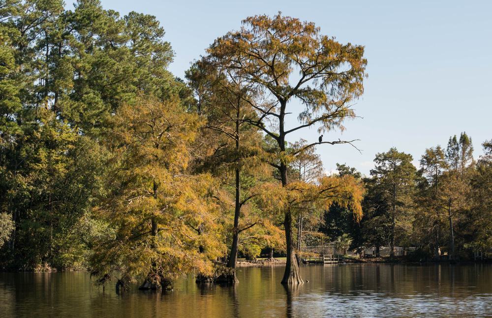 Swan Lake, Sumter