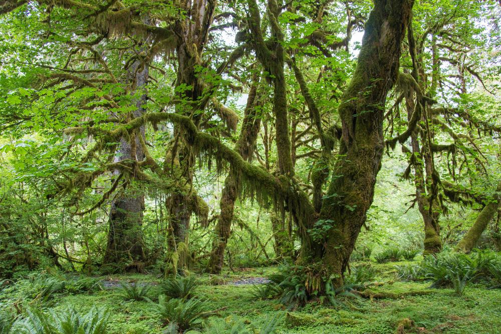 Hoh Rainforest Trail, Olympic National Park, Washington