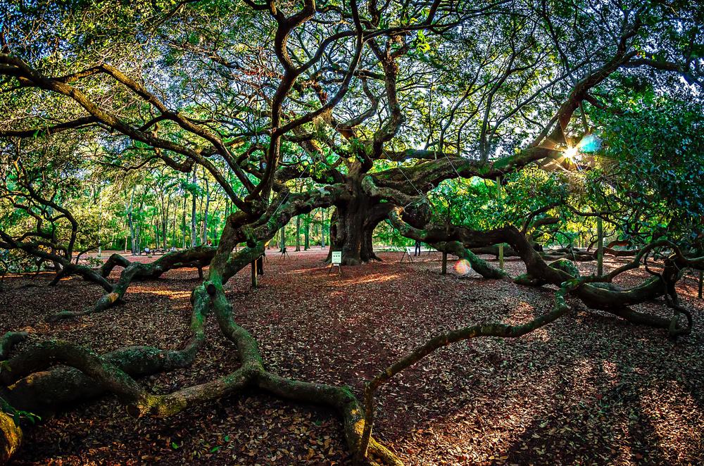 Angel Oak Tree on John's Island, South Carolina
