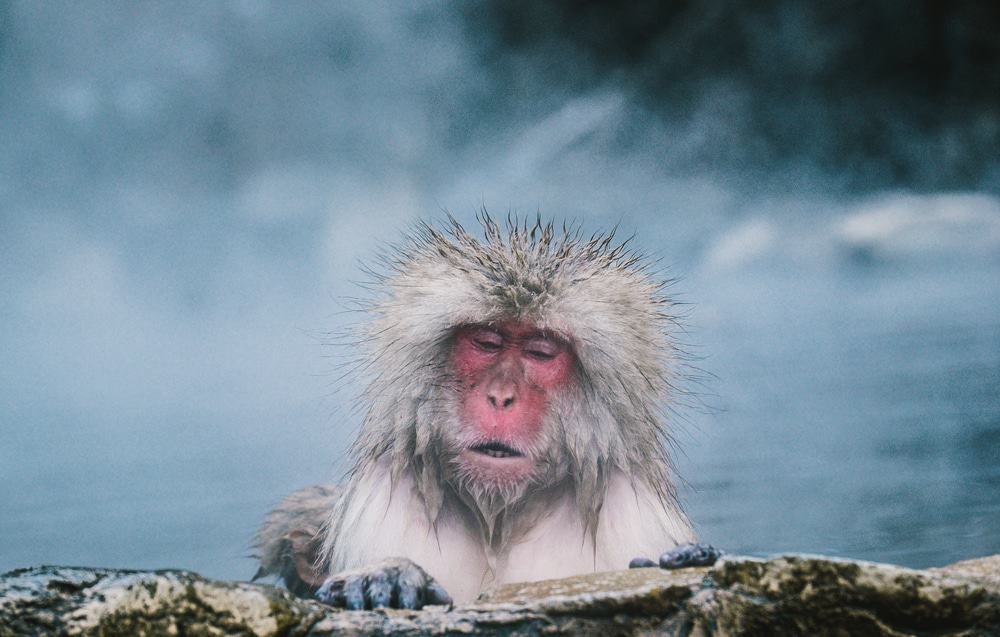 Nagano Snow Monkey