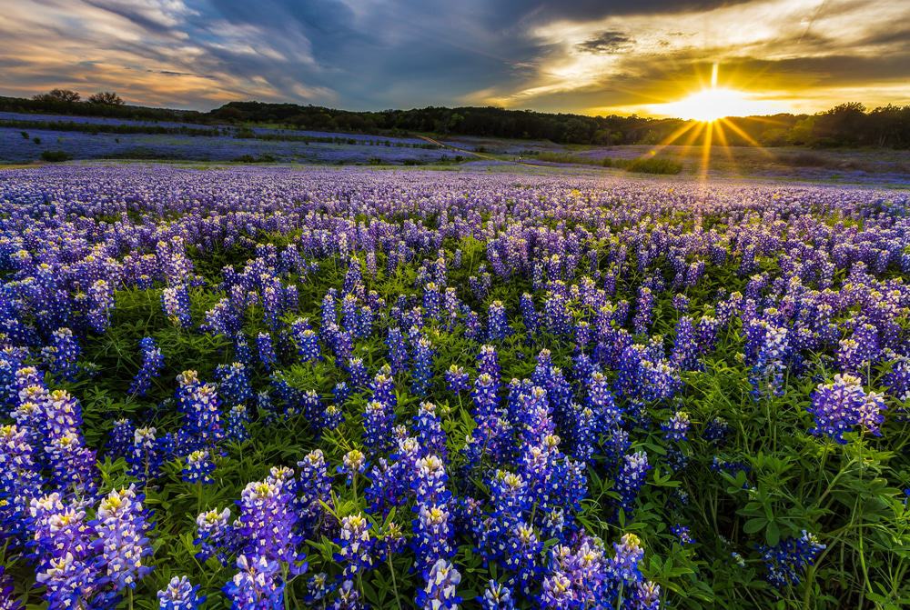 Texas Bluebonnet Field in Muleshoe Bend Recreation Arean, Austin