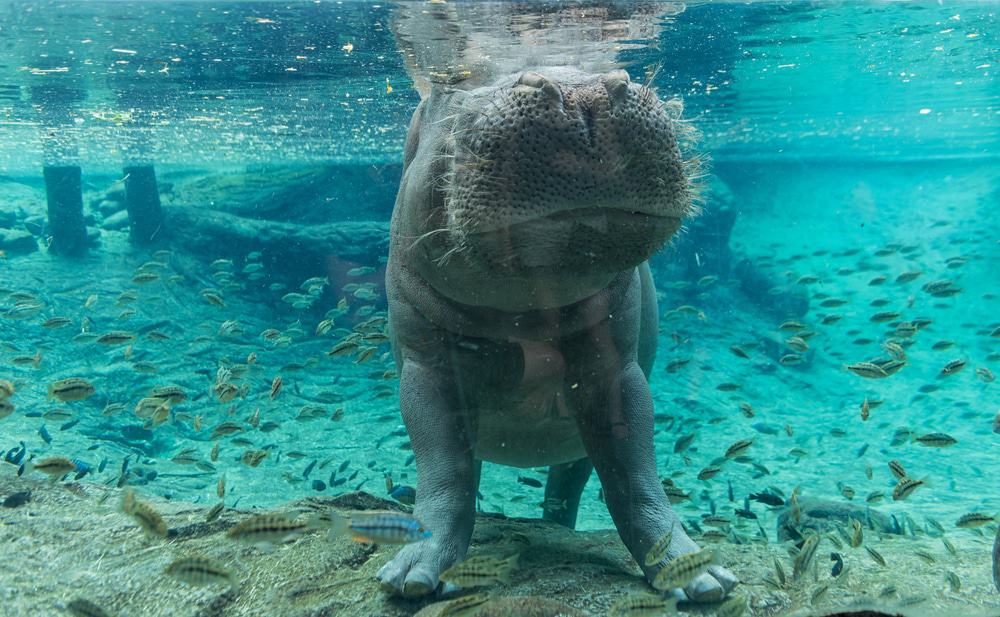 Busch Gardens Tampa