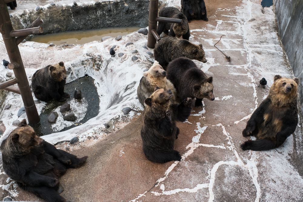 Noboribetsu Bear Farm