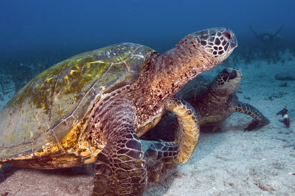 Turtle Town 