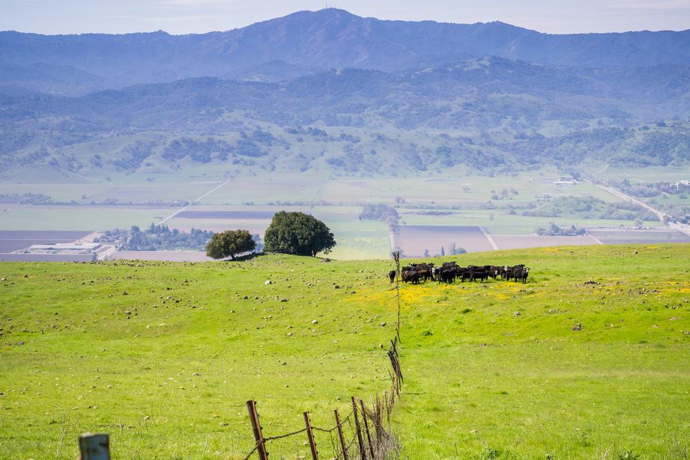 Coyote Ridge, California