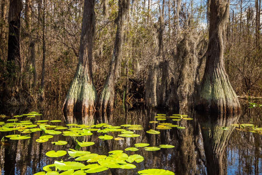 Okefenokee Swamp, South Georgia