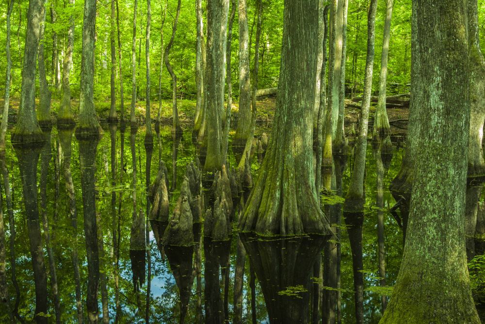Cypress Swamp on the Natchez Trace in Mississippi