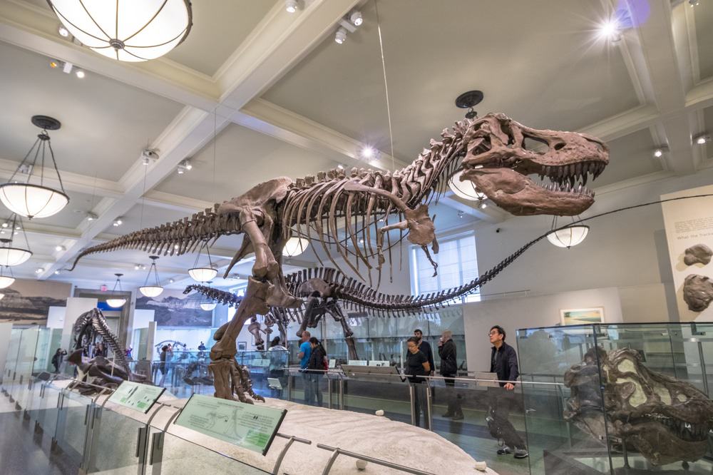 The American Museum of Natural History, New York