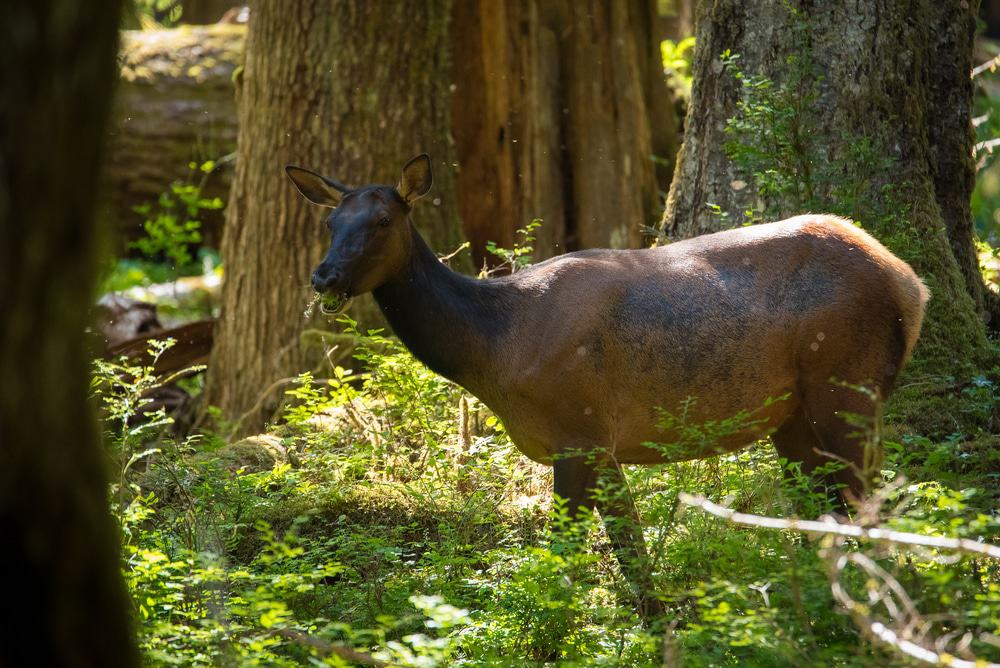 Enchanted Valley, Olympic National Park