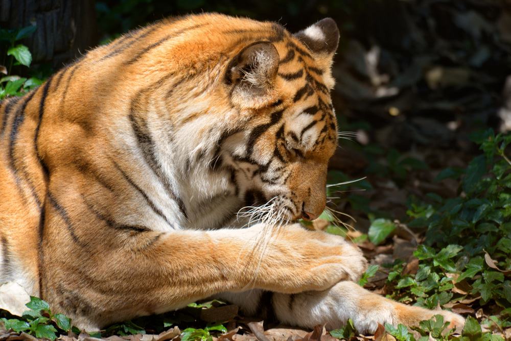 Cincinnati Zoo