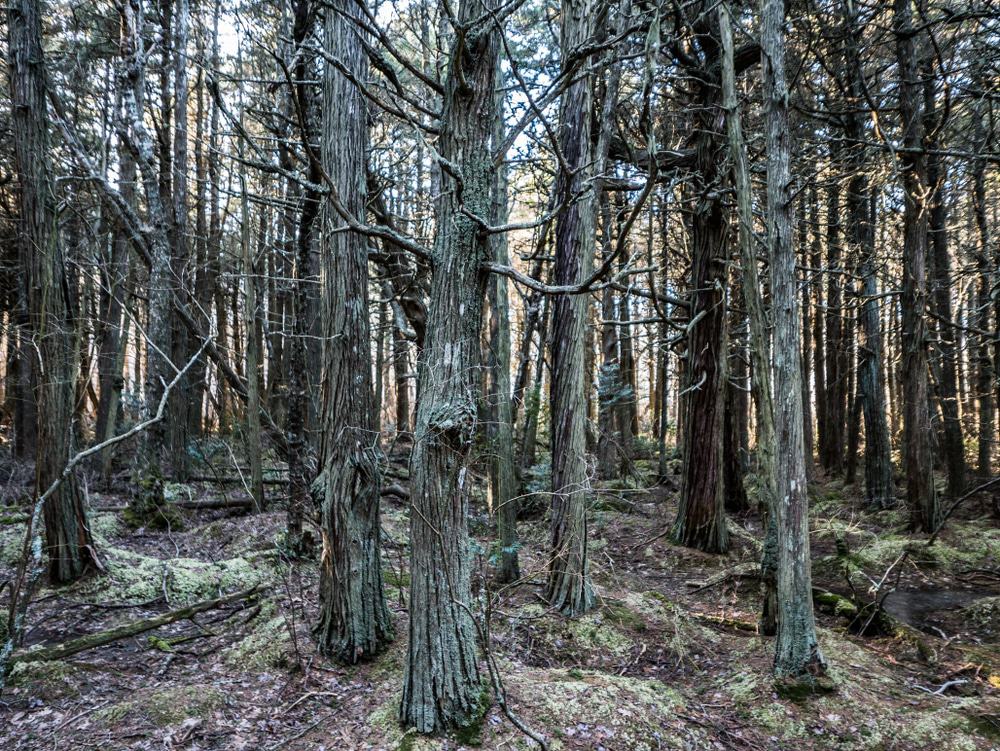 Atlantic White Cedar Swamp Trail