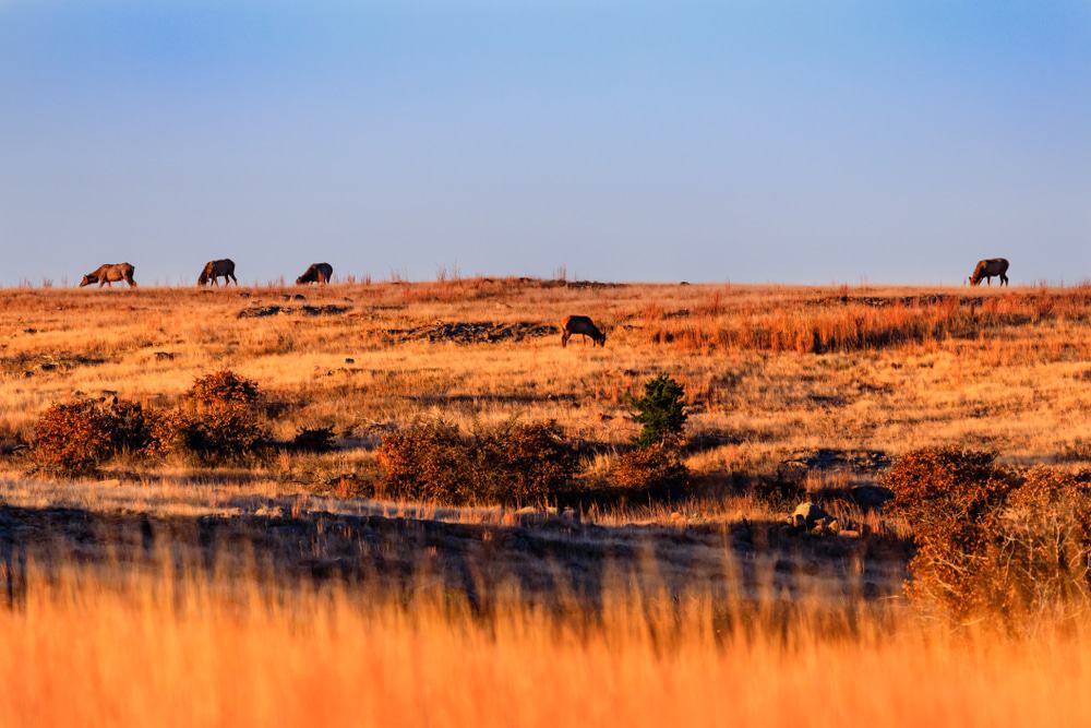 Wichita Mountains National Wildlife Refuge