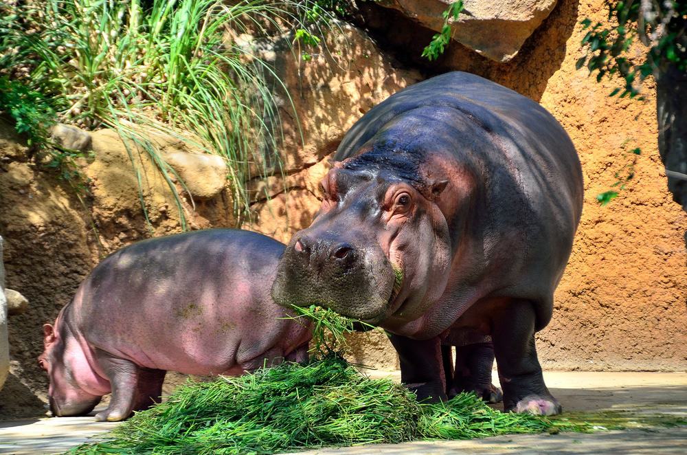 Oji Zoo, Kobe