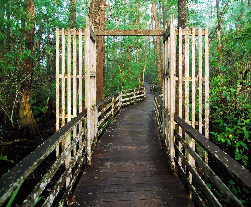 Corkscrew Swamp Sanctuary