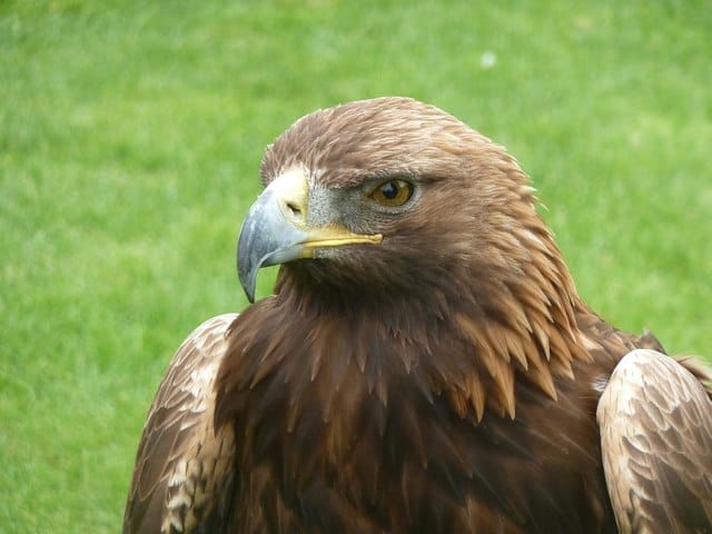 Chester Cathedral Falconry
