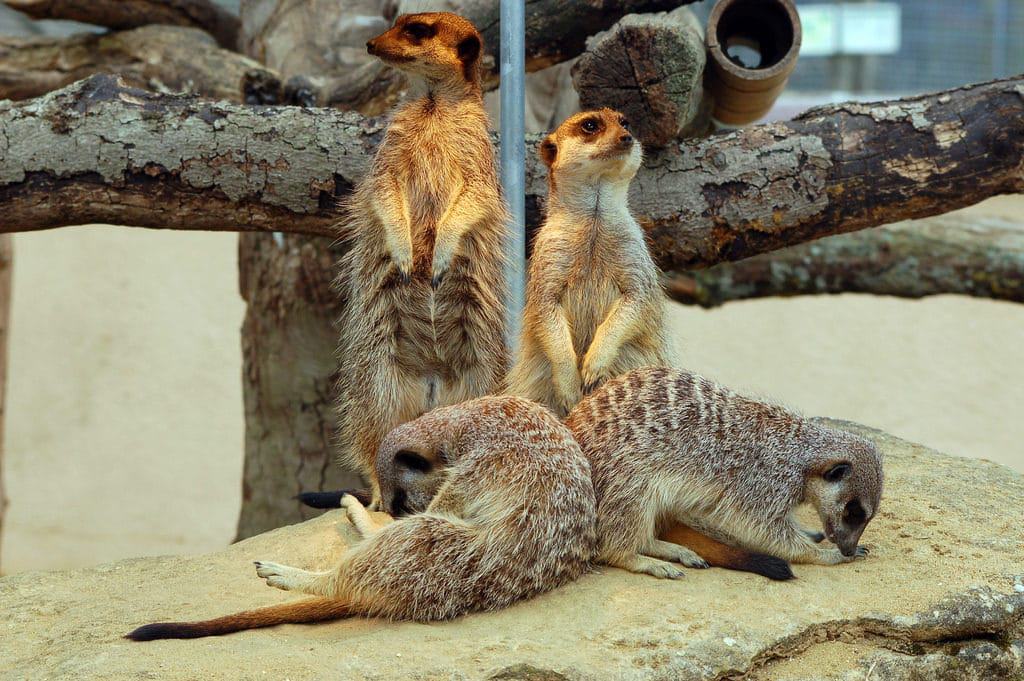 Marwell Zoo