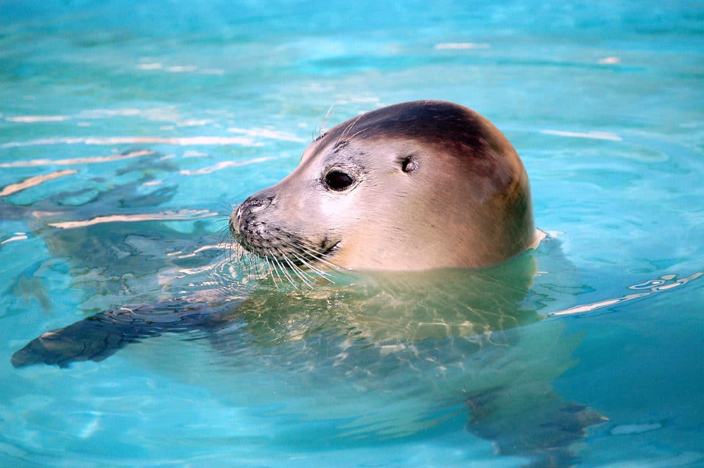 Natureland Seal Sanctuary