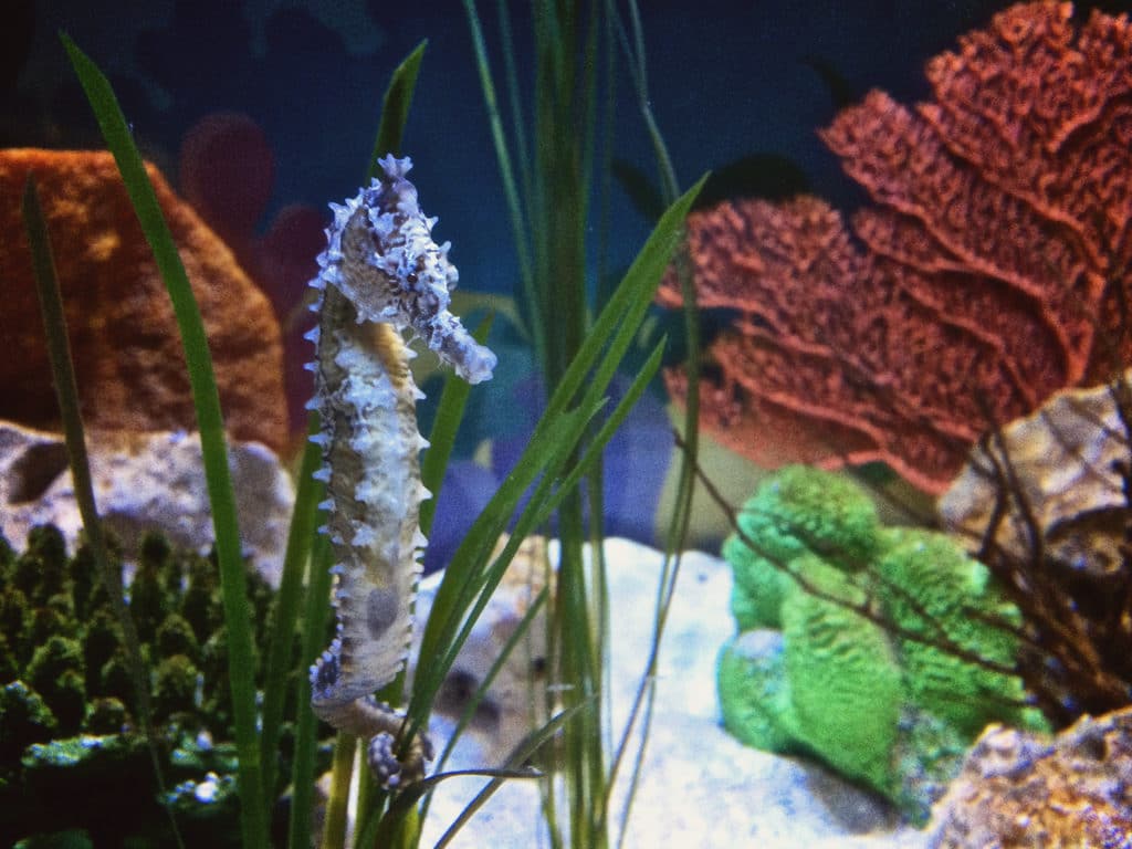 Sea Life Great Yarmouth