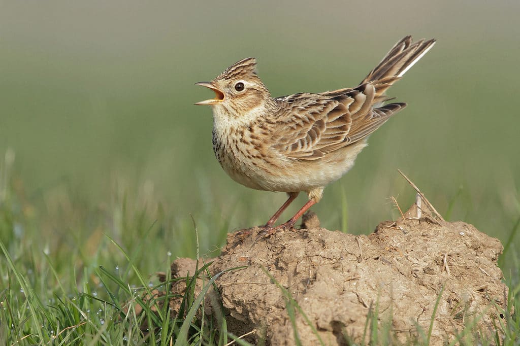 RSPB Frampton Marsh