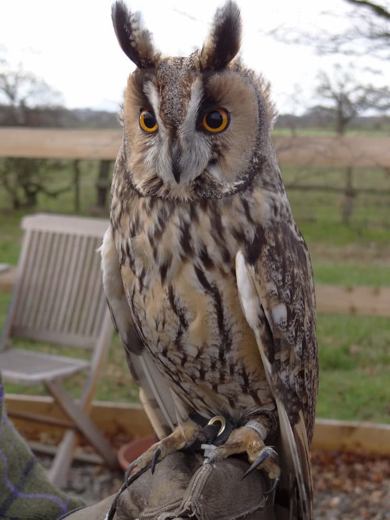 Battlefield Falconry Centre
