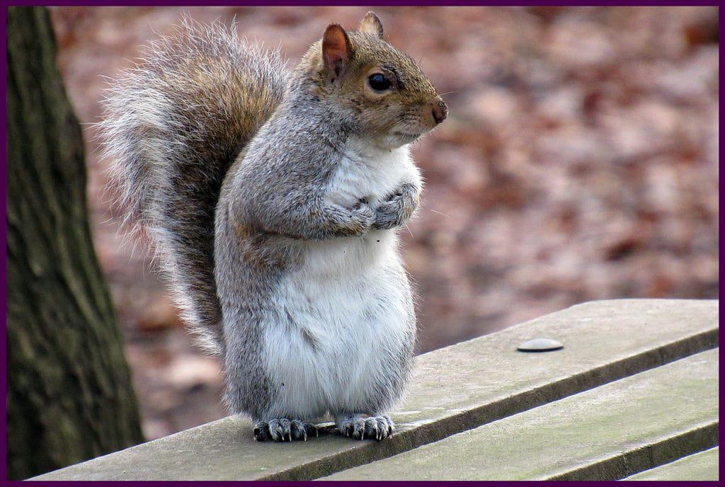 High Woods Country Park