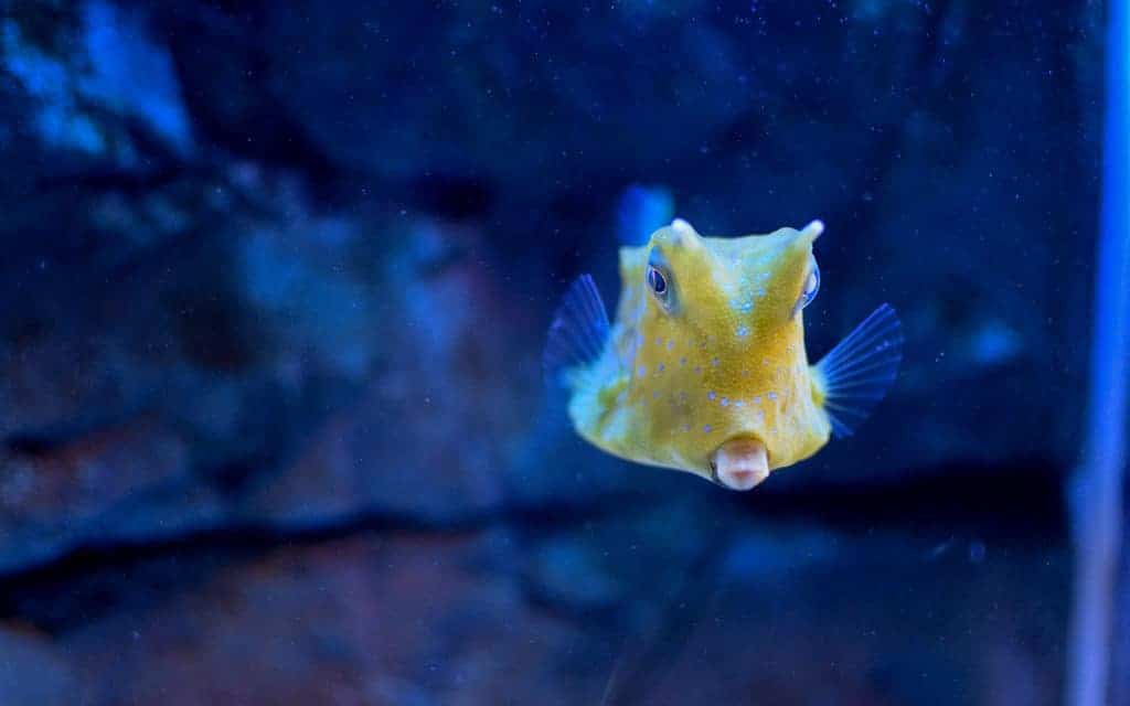 Skegness Aquarium
