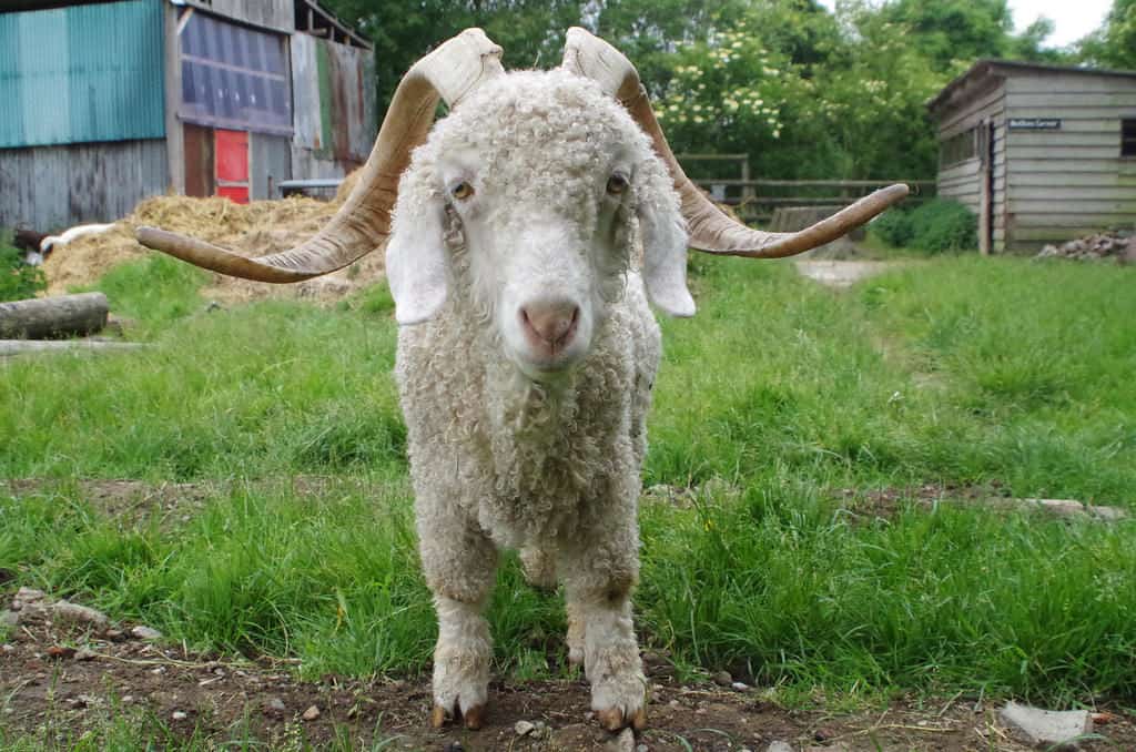 Buttercups Sanctuary for Goats
