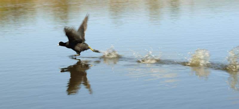 Drinkfield Marsh Nature Reserve
