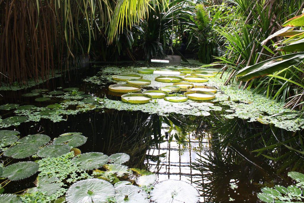 Palmiarnia Poznańska