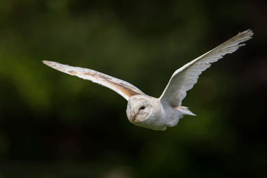 Kent Owl Academy