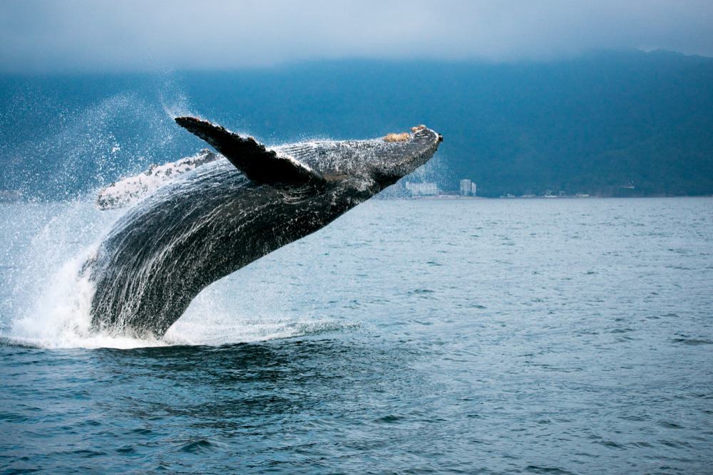 Whale Watching