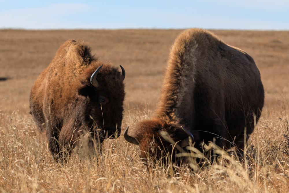 allgrass Prairie Preserve in Pawhuska, Oklahoma