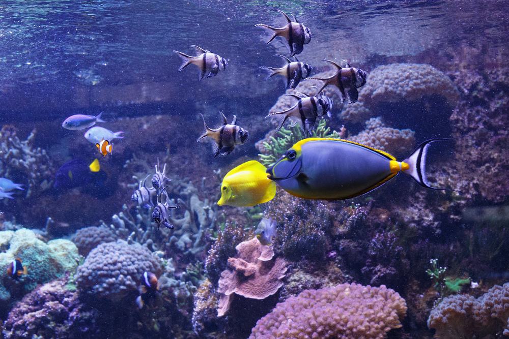 Gdynia Aquarium