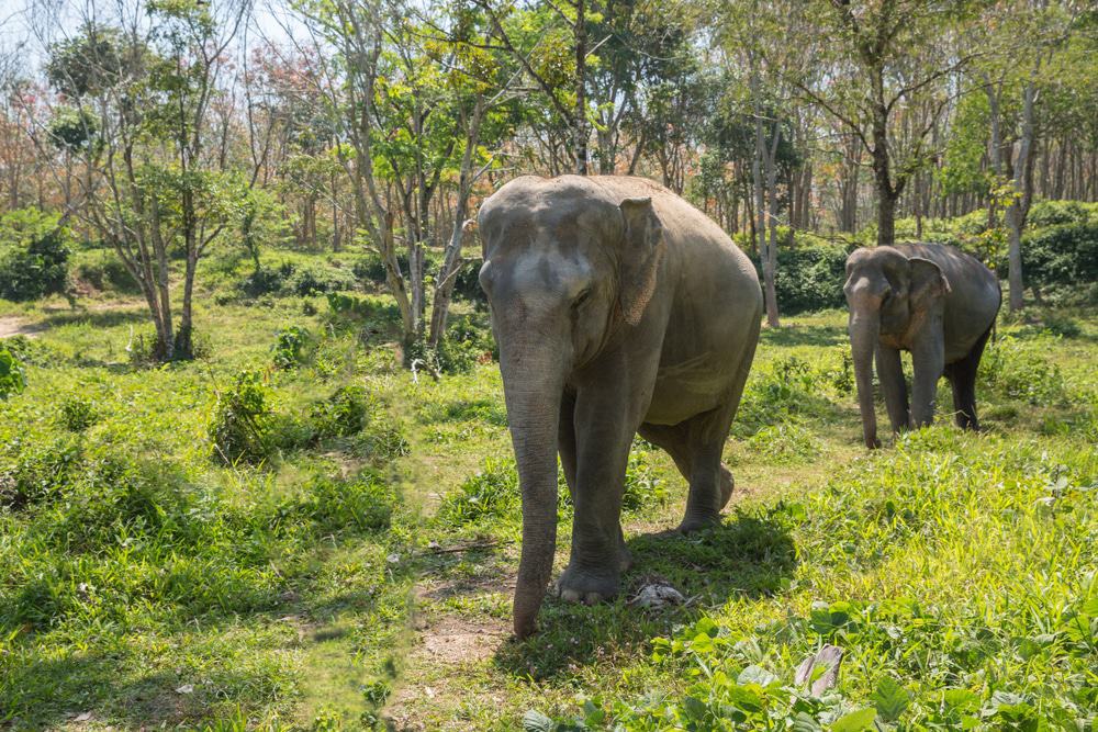 Phuket Elephant Sanctuary