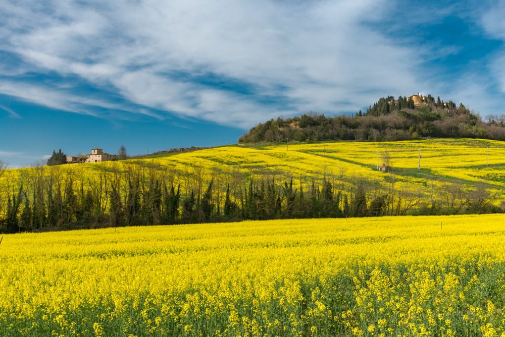 Florence Hills