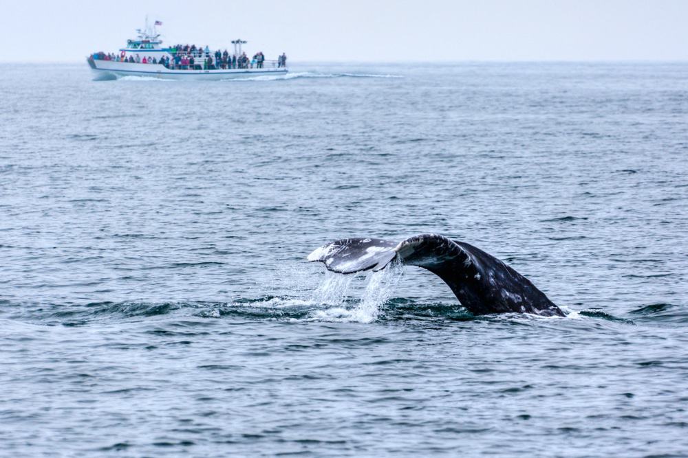 San Diego Whale Watching