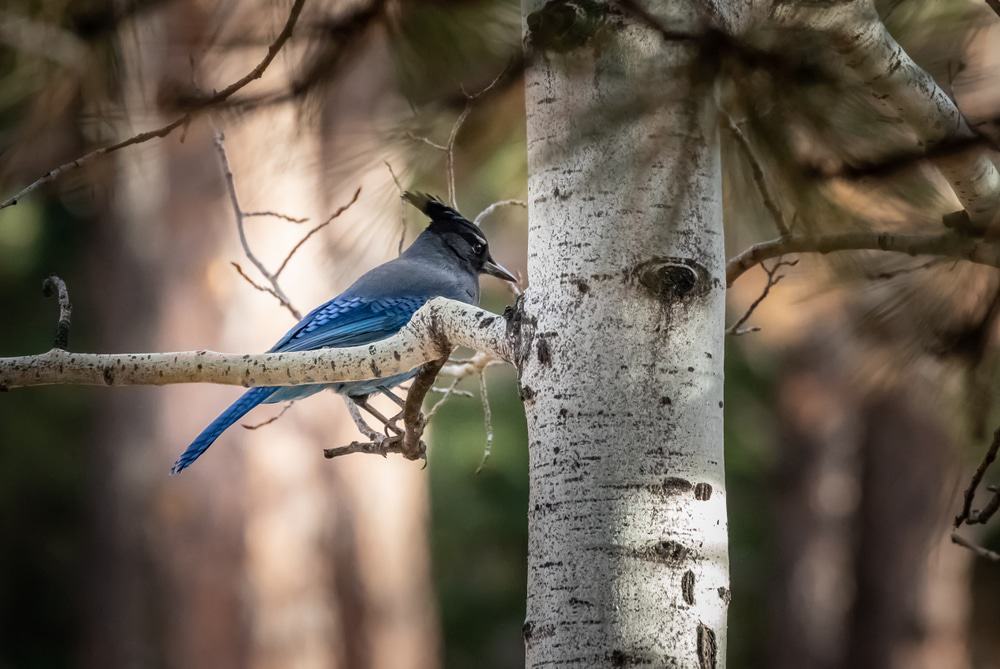 Woodland Park, Colorado