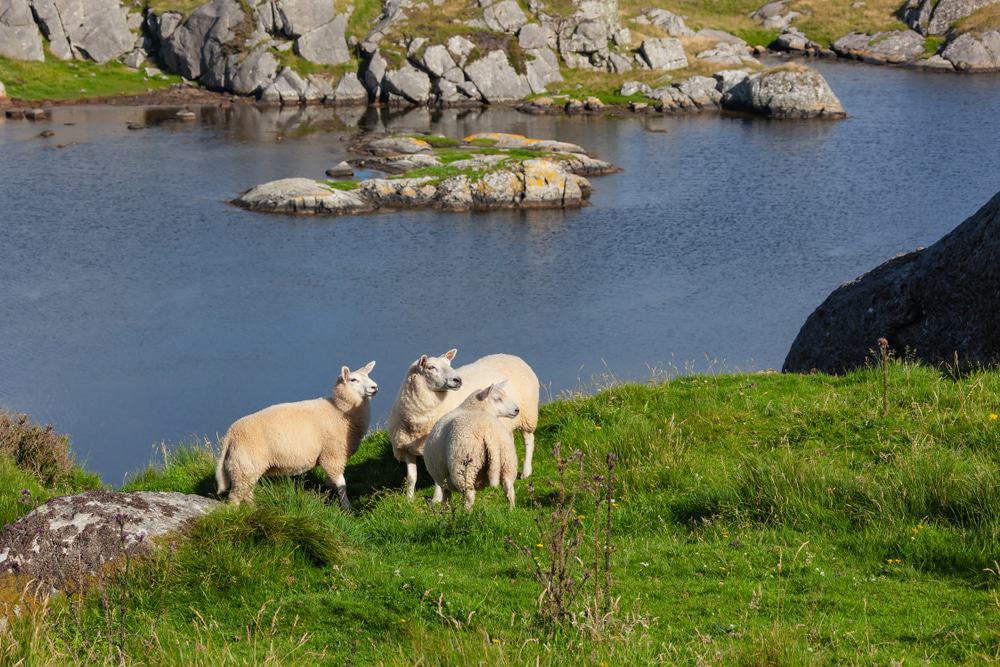 Jæren