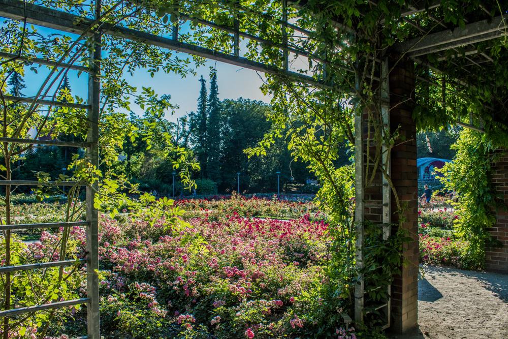 Różanka Rose Garden