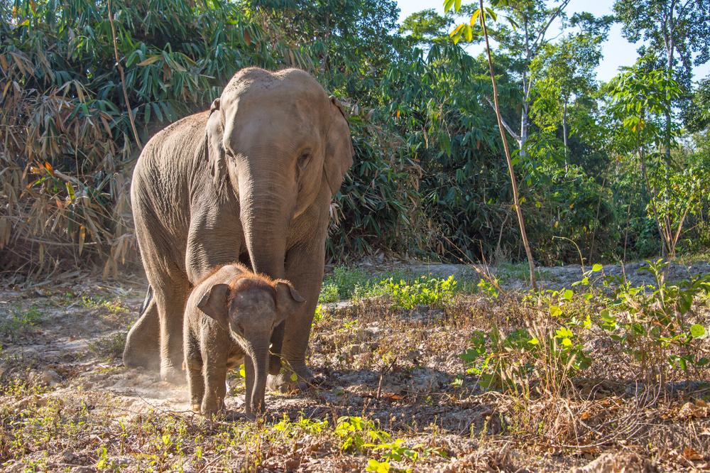 Krabi Elephant