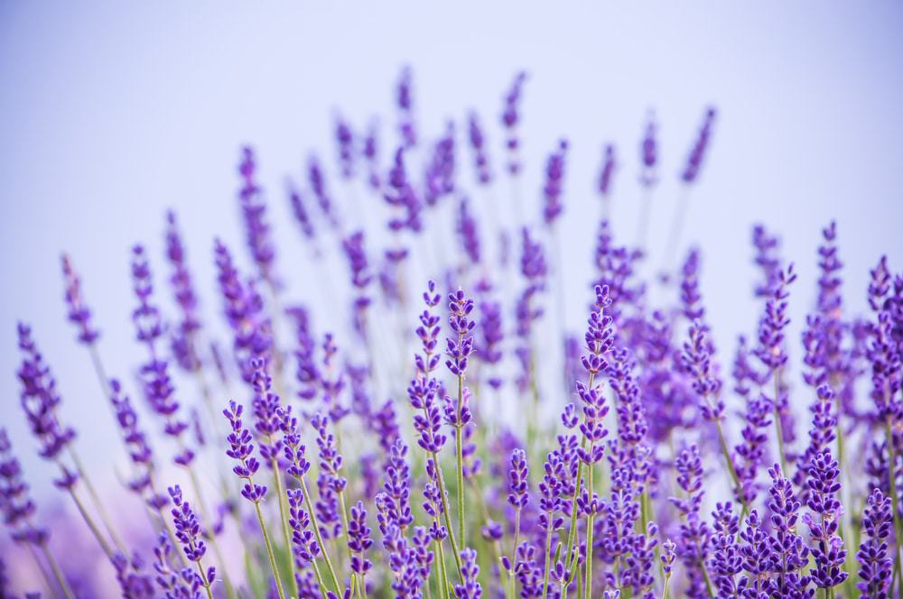 Kansas Lavender Field
