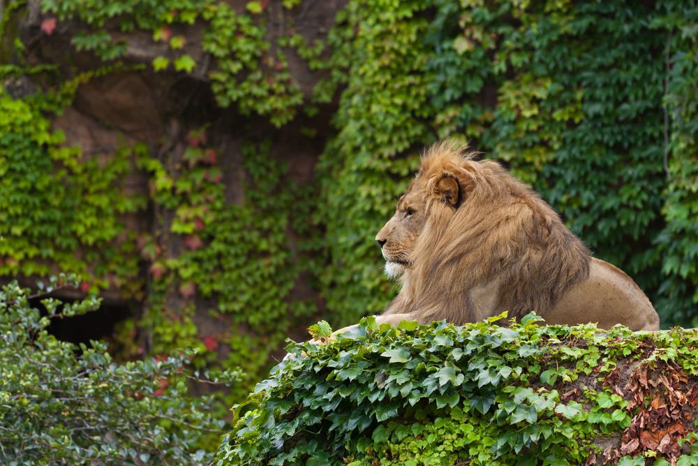 Lincoln Park Zoo, Chicago