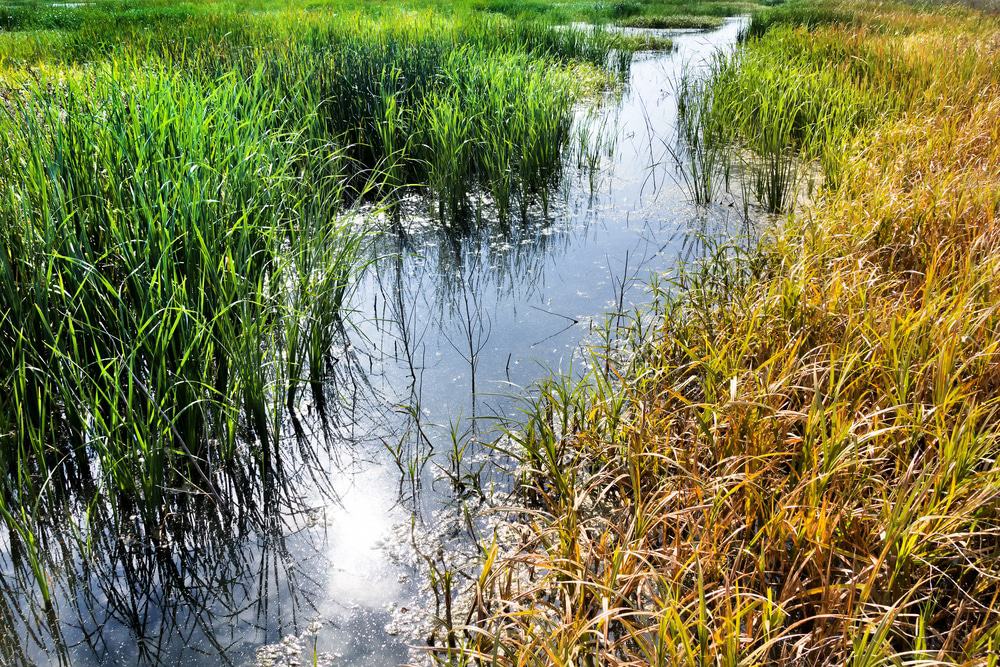 Cheyenne Bottoms Wildlife Area