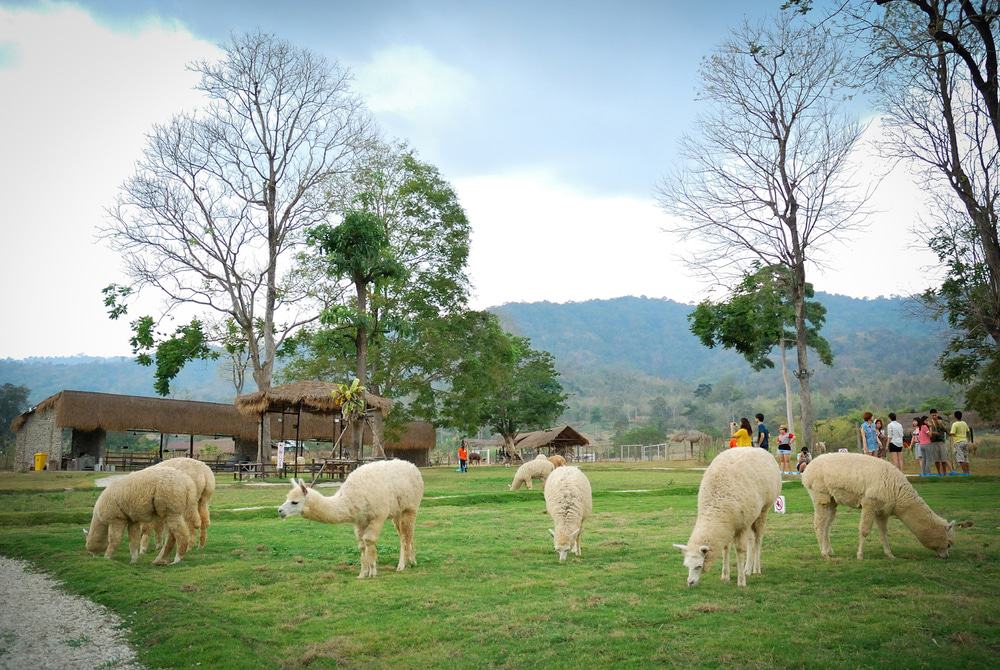 Alpaca Hill Ratchaburi