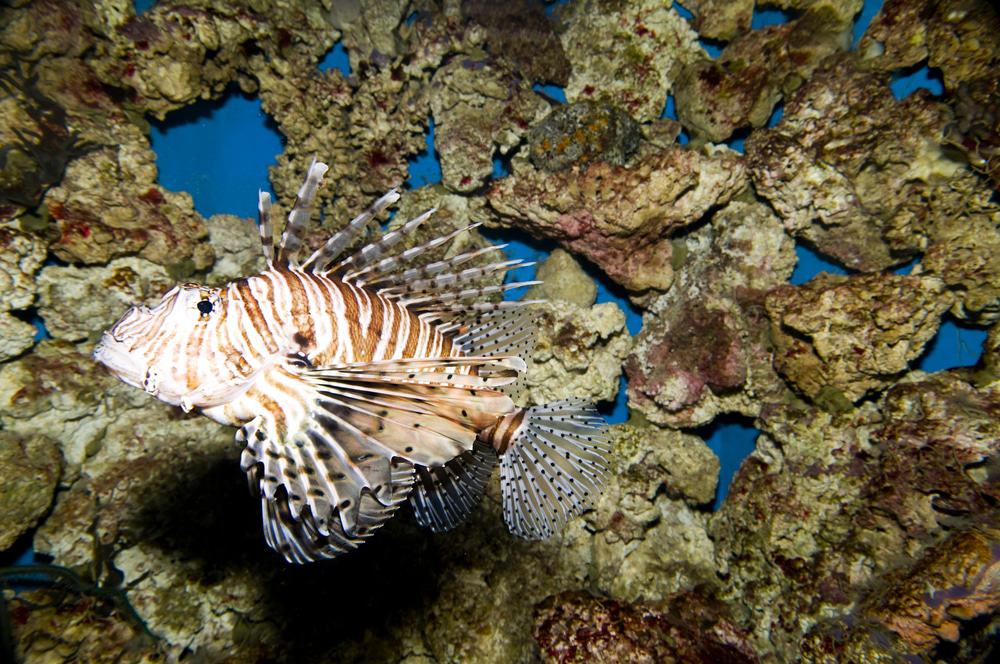 Birch Aquarium