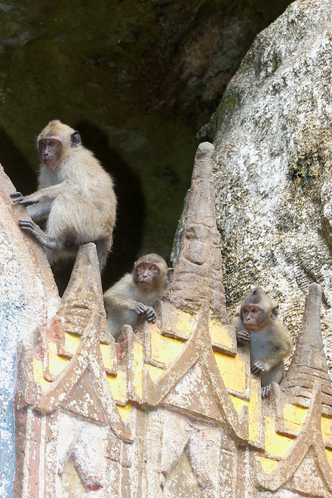 Monkey Cave, Khao Sok National Park