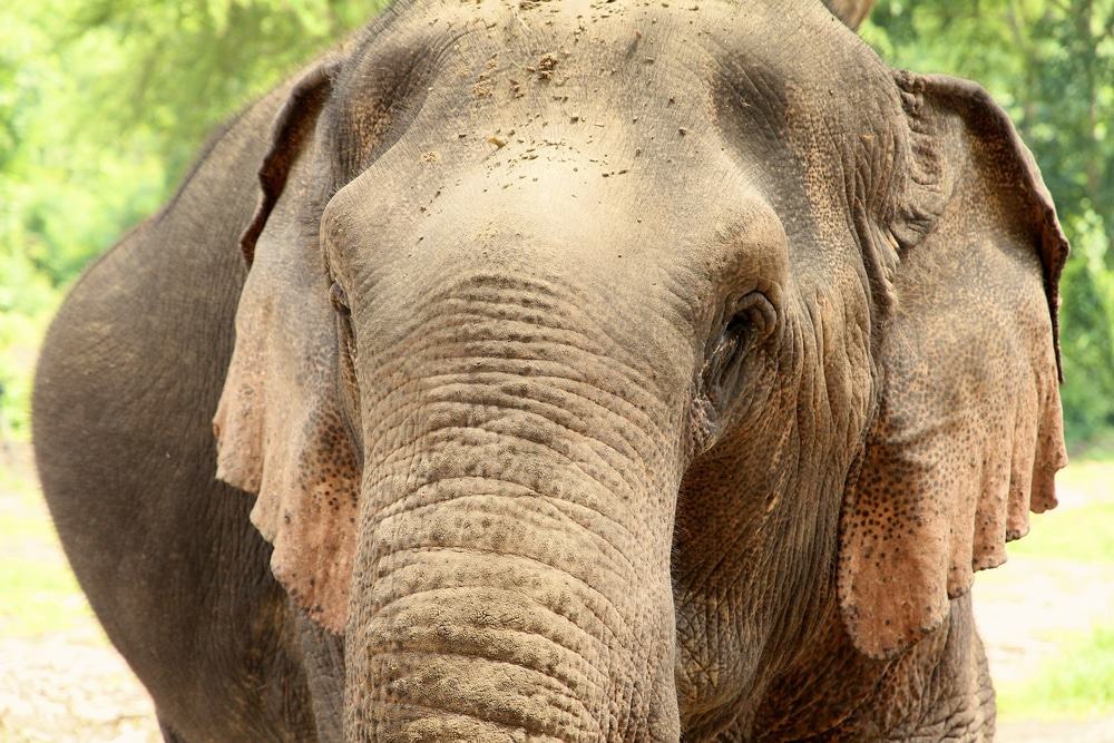 Elephant World, Kanchanaburi