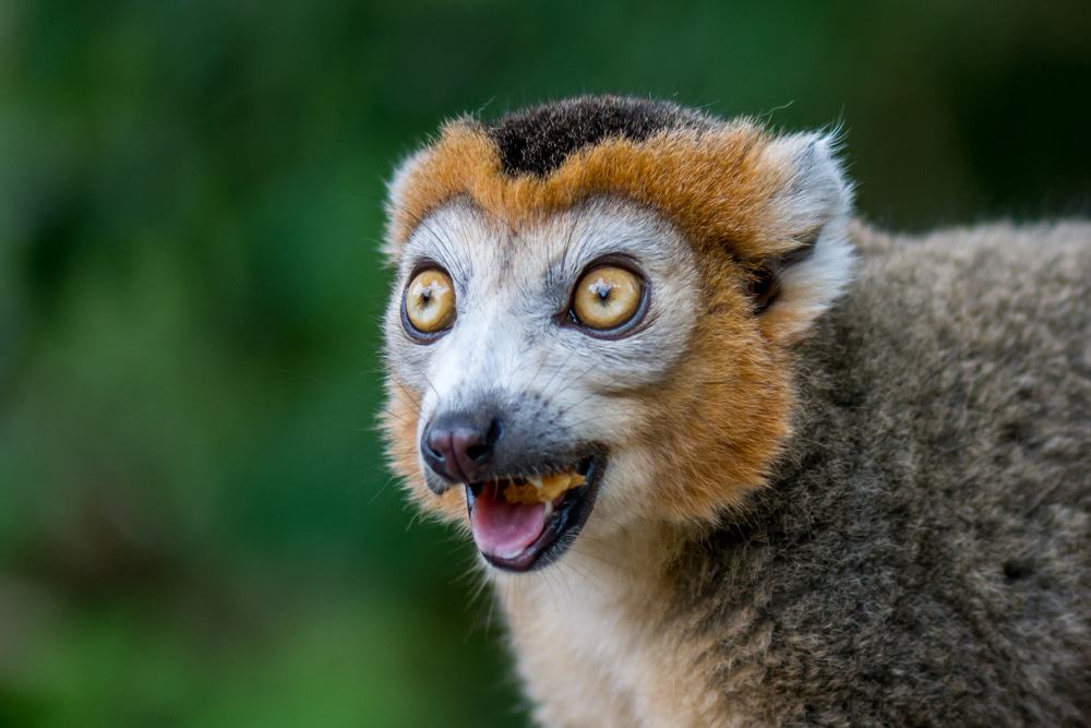 Chester Zoo